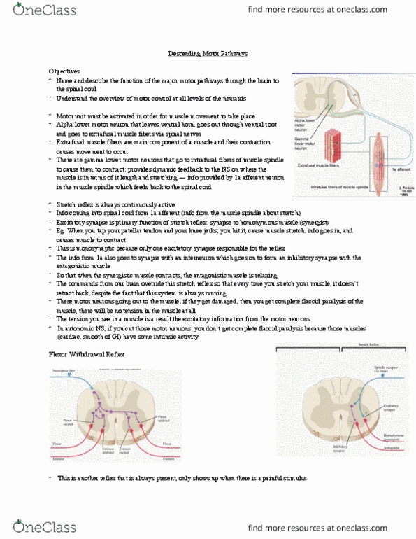 Anatomy and Cell Biology 3319 Lecture Notes - Lecture 10: Alpha Motor Neuron, Flaccid Paralysis, Intrafusal Muscle Fiber thumbnail