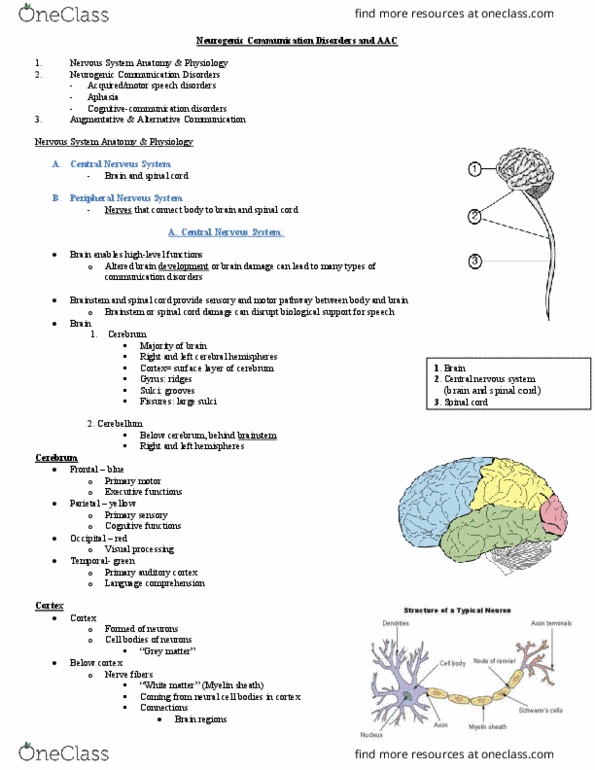 Communication Sciences and Disorders 4411A/B Lecture Notes - Lecture 11: Auditory Cortex, Primary Motor Cortex, Communication Disorder thumbnail