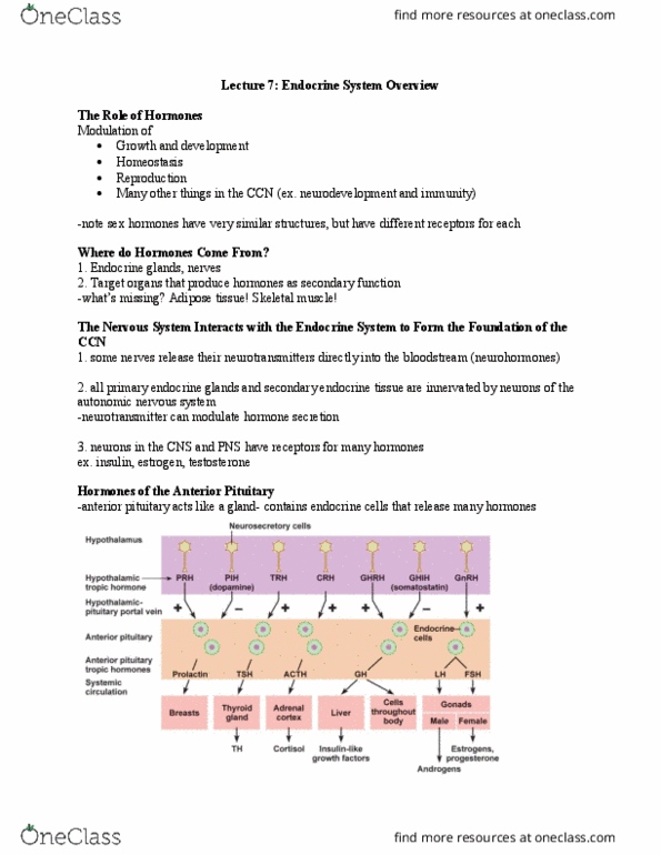 BIOL 1080 Lecture Notes - Lecture 7: Anterior Pituitary, Autonomic Nervous System, Skeletal Muscle thumbnail