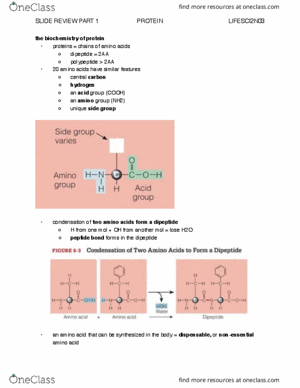 LIFESCI 2N03 Lecture Notes - Lecture 7: Essential Amino Acid, Dipeptide, Nitrogen Balance thumbnail