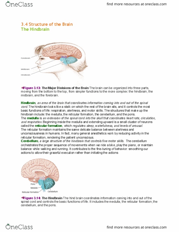 PSYC 106 Chapter 3: Chapter-3 PART-2-THE-BRAIN thumbnail