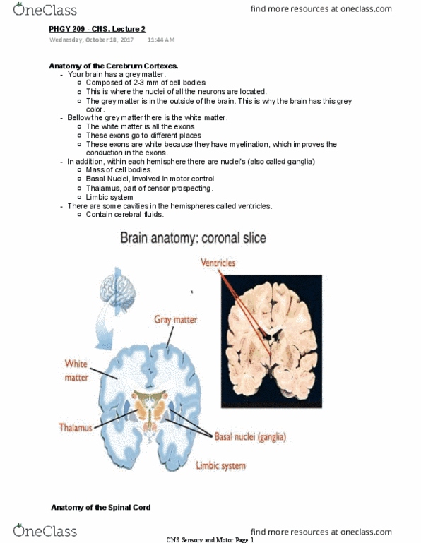 PHGY 209 Lecture Notes - Lecture 2: Posterior Grey Column, White Matter, Metabolic Waste thumbnail