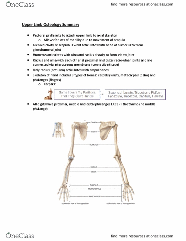 Kinesiology 2222A/B Lecture Notes - Lecture 1: Scapula, Shoulder Joint, Subtalar Joint thumbnail