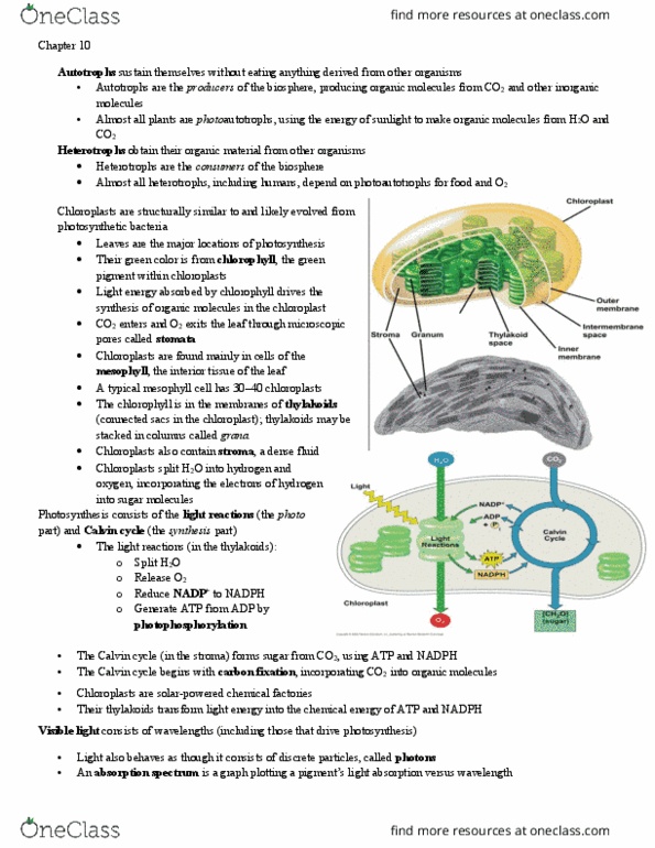 BIOL 101 Lecture Notes - Lecture 11: P700, Purple Sulfur Bacteria, Heterotroph thumbnail