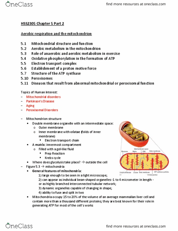 HSS 2305 Lecture Notes - Lecture 18: Atp Synthase, Peroxisome, Organelle thumbnail