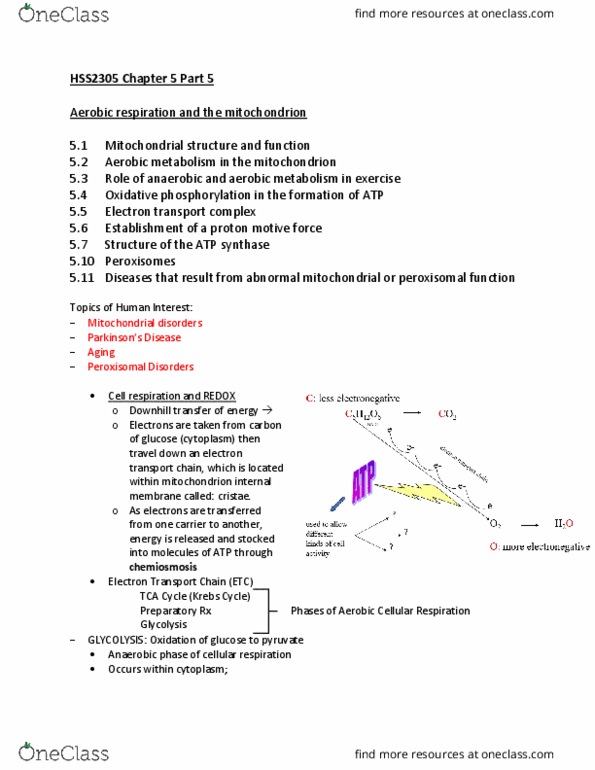 HSS 2305 Lecture Notes - Lecture 21: Atp Synthase, Chemiosmosis, Glycolysis thumbnail