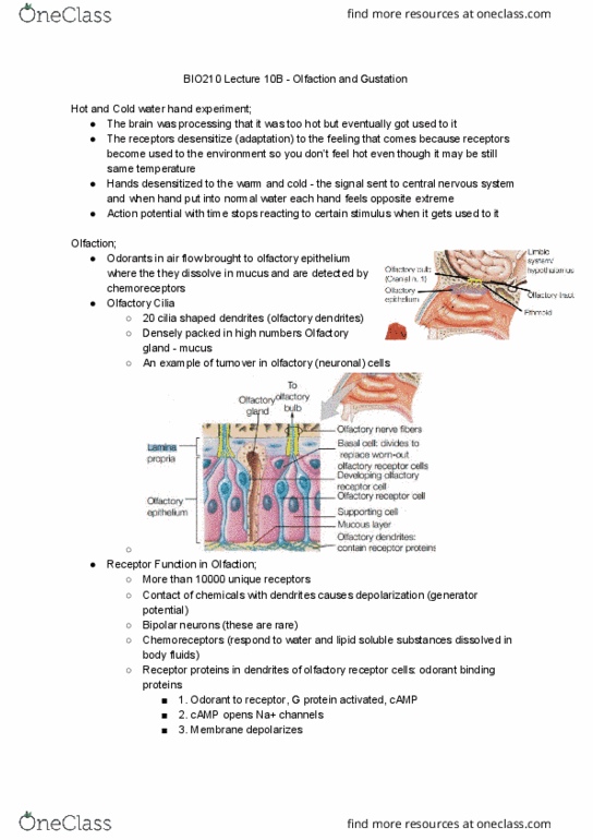 BIO210Y5 Lecture Notes - Lecture 16: Vagus Nerve, Olfactory Receptor, Cyclic Adenosine Monophosphate thumbnail