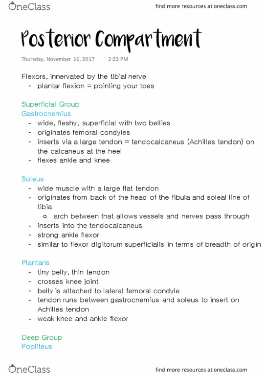 ANAT 315 Lecture Notes - Lecture 33: Tibial Nerve, Popliteus Muscle, Lateral Condyle Of Femur thumbnail