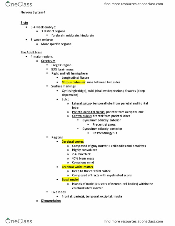 BSCI 201 Lecture Notes - Lecture 19: Primary Olfactory Cortex, White Matter, Central Sulcus thumbnail