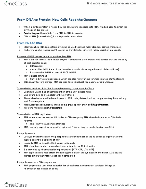 Biochemistry 2280A Chapter Notes - Chapter 7: Transcription Factor Ii D, Ribosomal Rna, Transfer Rna thumbnail