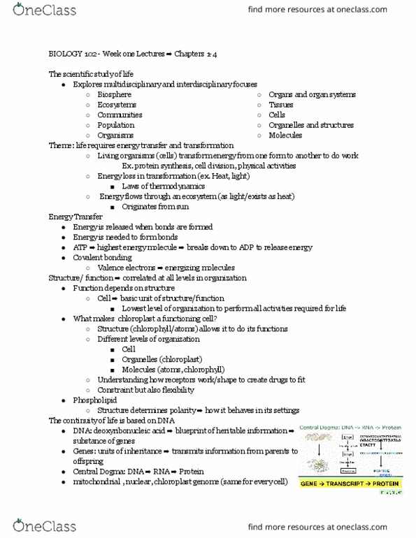 BIOL 102 Lecture Notes - Lecture 10: Valence Electron, Chloroplast, Chlorophyll thumbnail