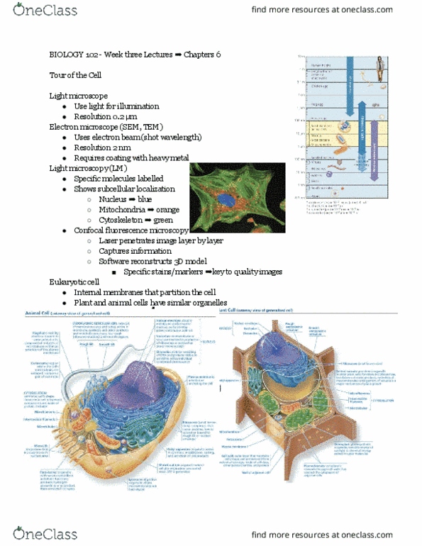 BIOL 102 Lecture Notes - Lecture 6: Eukaryote, Optical Microscope, Messenger Rna thumbnail