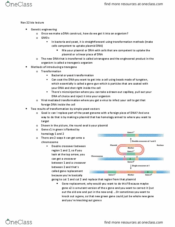 BIOL 205 Lecture Notes - Lecture 16: Null Allele, Syncytium, Catabolite Activator Protein thumbnail