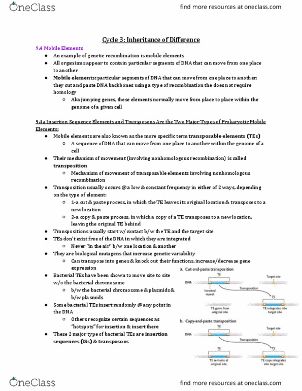 Biology 1001A Chapter Notes - Chapter 9.4: Tautomer, Archaea, Transposable Element thumbnail