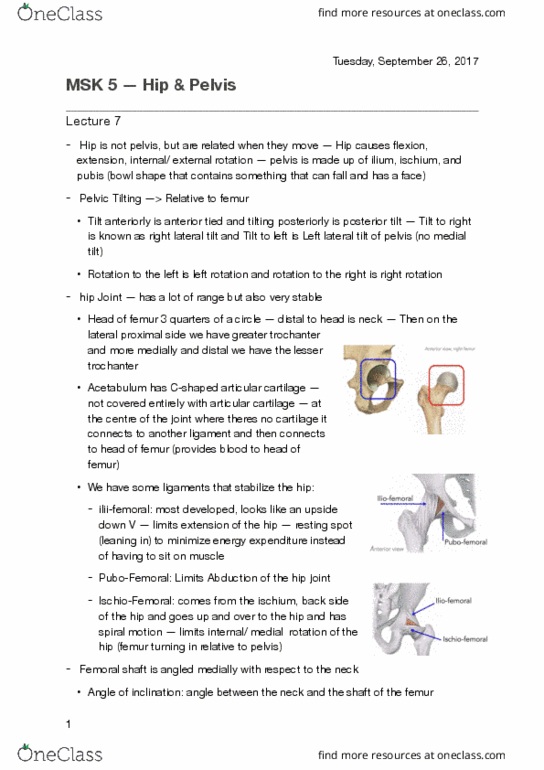 KINESIOL 2E03 Lecture Notes - Lecture 5: Hyaline Cartilage, Lesser Trochanter, Body Of Femur thumbnail