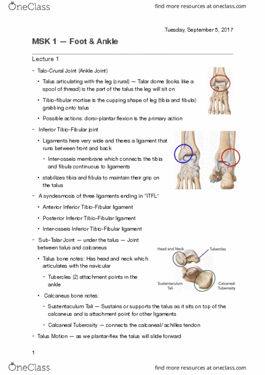 KINESIOL 2E03 Lecture Notes - Lecture 1: Inferior Tibiofibular Joint, Subtalar Joint, Navicular Bone thumbnail