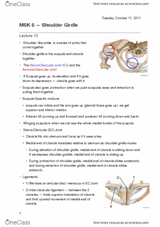 KINESIOL 2E03 Lecture Notes - Lecture 6: Shoulder Girdle, Articular Disk, Sternoclavicular Joint thumbnail