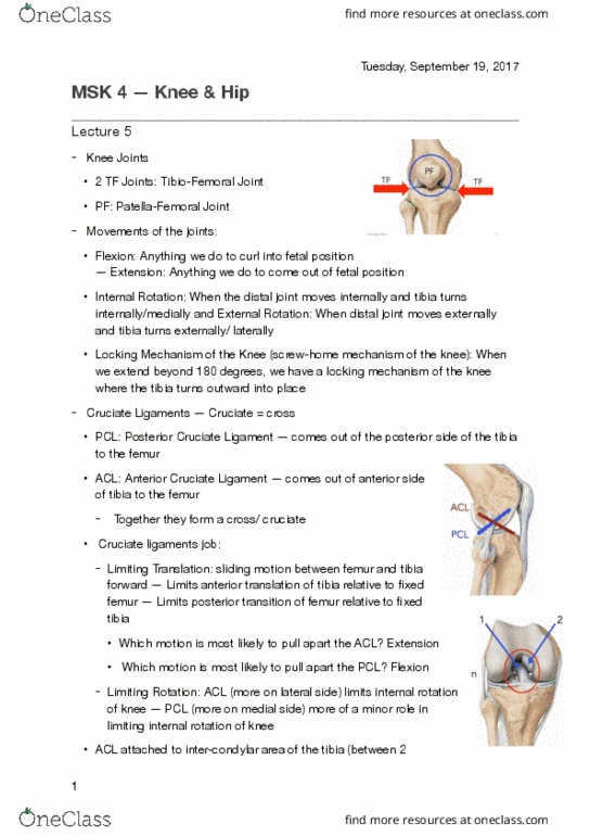 KINESIOL 2E03 Lecture Notes - Lecture 4: Anterior Cruciate Ligament Injury, Anterior Cruciate Ligament, Intercondylar Area thumbnail