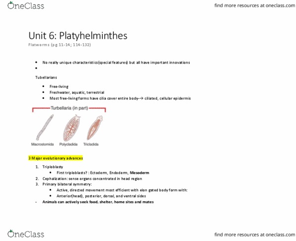 BIOL110 Lecture Notes - Lecture 5: Flatworm, Symmetry In Biology, Triploblasty thumbnail