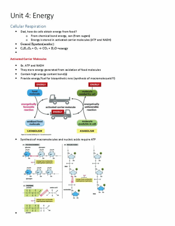 BIOL130 Lecture 9: Unit 4 Energy thumbnail