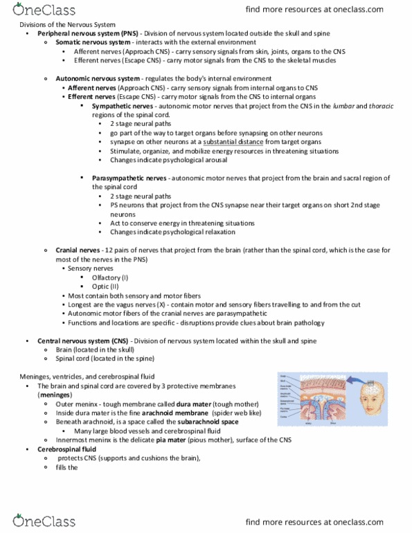 PSYC 304 Chapter Notes - Chapter 3: Dura Mater, Pia Mater, Subarachnoid Space thumbnail