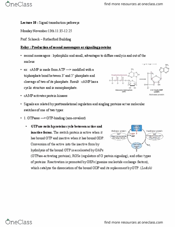 BIOL 300 Lecture Notes - Lecture 26: Guanine Nucleotide Exchange Factor, Protein Kinase, Gtpase thumbnail