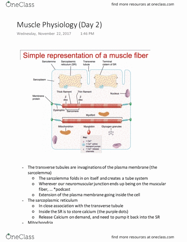 KINESIOL 2Y03 Lecture Notes - Lecture 52: T-Tubule, Endoplasmic Reticulum, Neuromuscular Junction thumbnail