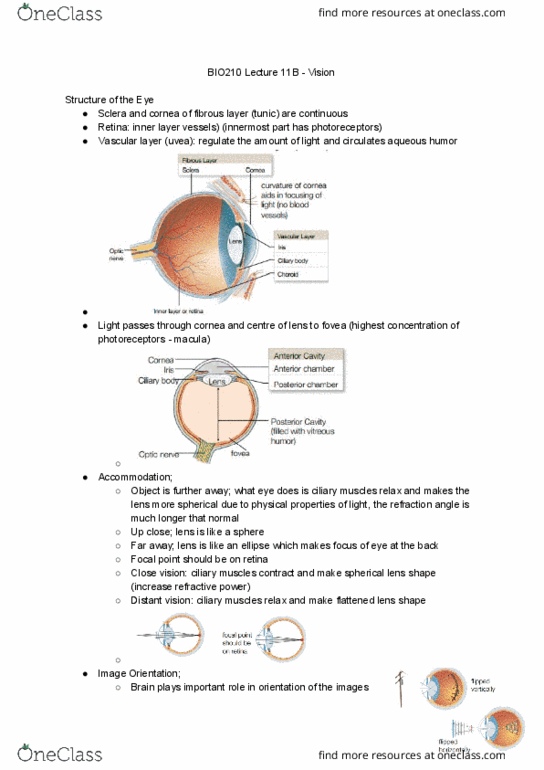 BIO210Y5 Lecture Notes - Lecture 18: Ciliary Muscle, Aqueous Humour, Uvea thumbnail