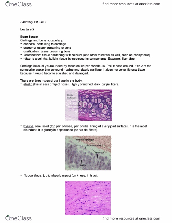 CAS BI 106 Lecture Notes - Lecture 7: Hyaline Cartilage, Elastic Cartilage, Chondroblast thumbnail