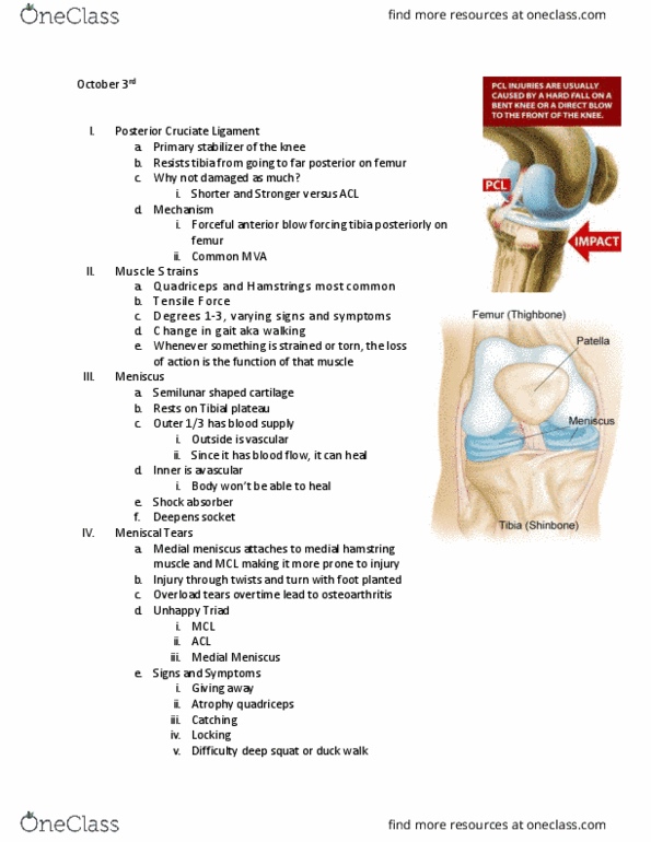 KIN 184 Lecture Notes - Lecture 6: Medial Meniscus, Hamstring, Quadriceps Femoris Muscle thumbnail