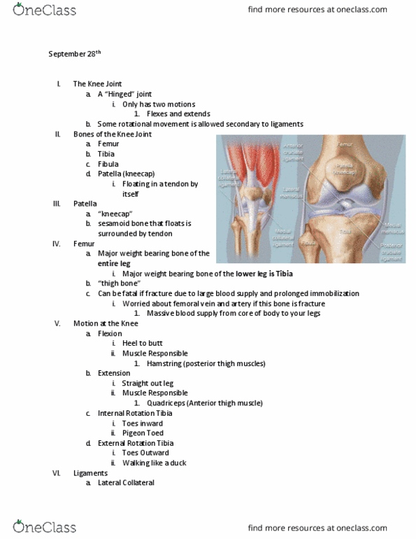 KIN 184 Lecture Notes - Lecture 5: Sesamoid Bone, Femoral Vein, Weight-Bearing thumbnail