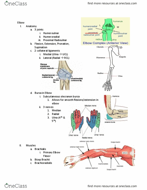 KIN 184 Lecture Notes - Lecture 10: Olecranon, Quadratus Of Athens, Supinator Muscle thumbnail
