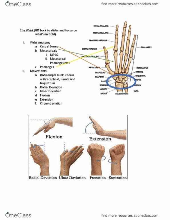 KIN 184 Lecture Notes - Lecture 11: Extensor Carpi Ulnaris Muscle, Ulnar Collateral Ligament Reconstruction, Extensor Carpi Muscle thumbnail