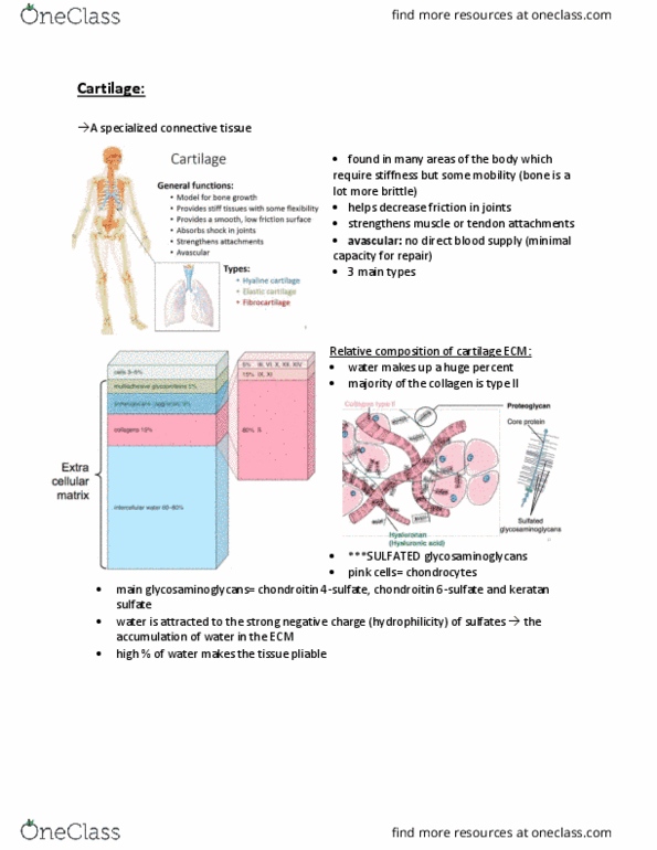 Anatomy and Cell Biology 3309 Lecture Notes - Lecture 7: Dense Irregular Connective Tissue, Type Ii Collagen, Keratan Sulfate thumbnail