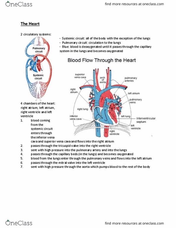 Anatomy and Cell Biology 3309 Lecture Notes - Lecture 9: Superior Vena Cava, Pericardium, Tricuspid Valve thumbnail