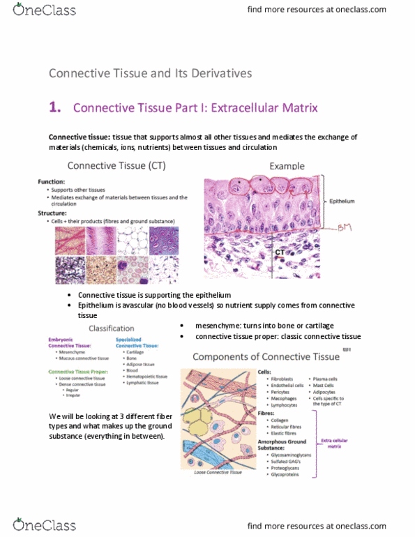 Anatomy and Cell Biology 3309 Lecture Notes - Lecture 11: Connective Tissue, Hyperelastic Material, Elastic Fiber thumbnail
