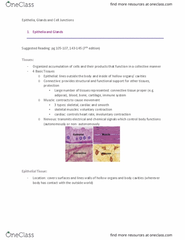 Anatomy and Cell Biology 3309 Lecture Notes - Lecture 12: Stratified Squamous Epithelium, Simple Columnar Epithelium, Connective Tissue thumbnail