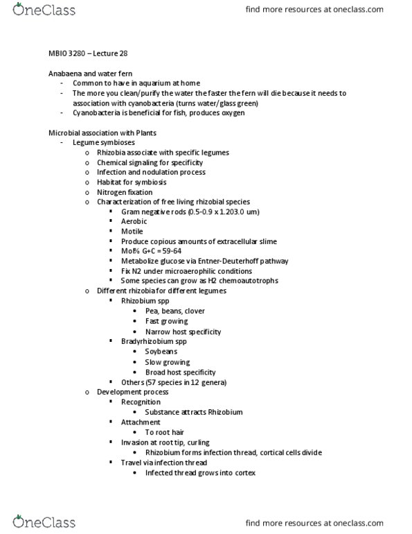 MBIO 3280 Lecture Notes - Lecture 28: Nod Factor, Rhizobium, Bradyrhizobium thumbnail