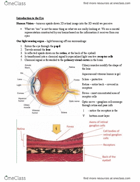 PSYC 271 Lecture Notes - Lecture 7: Retinal Ganglion Cell, Vitreous Body, Binocular Disparity thumbnail