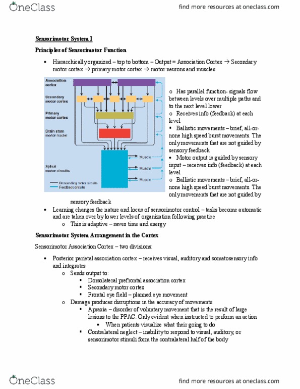 PSYC 271 Lecture Notes - Lecture 11: Posterior Parietal Cortex, Primary Motor Cortex, Apraxia thumbnail