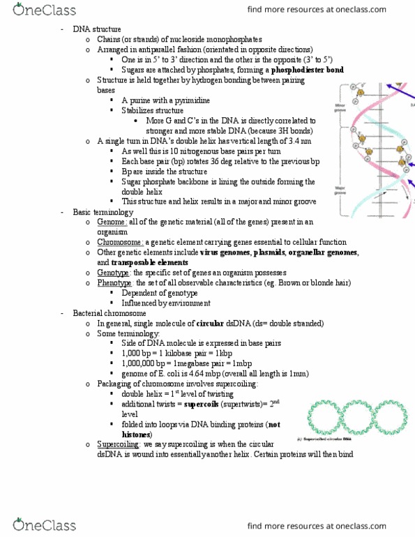 MBIO 2020 Lecture Notes - Lecture 1: Dna Supercoil, Transposable Element, Ribonucleoside thumbnail