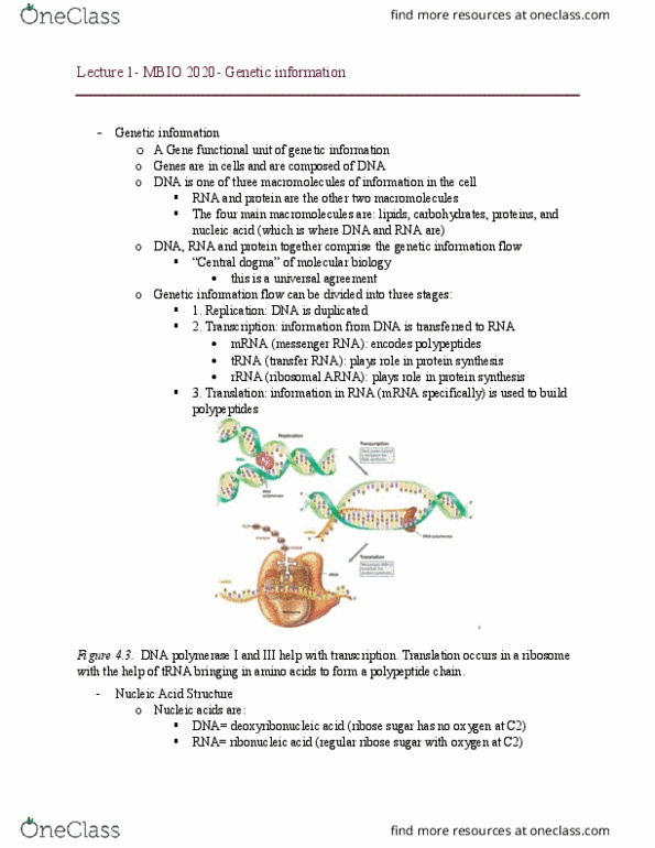 MBIO 2020 Lecture Notes - Lecture 1: Transfer Rna, Ribose, Peptide thumbnail