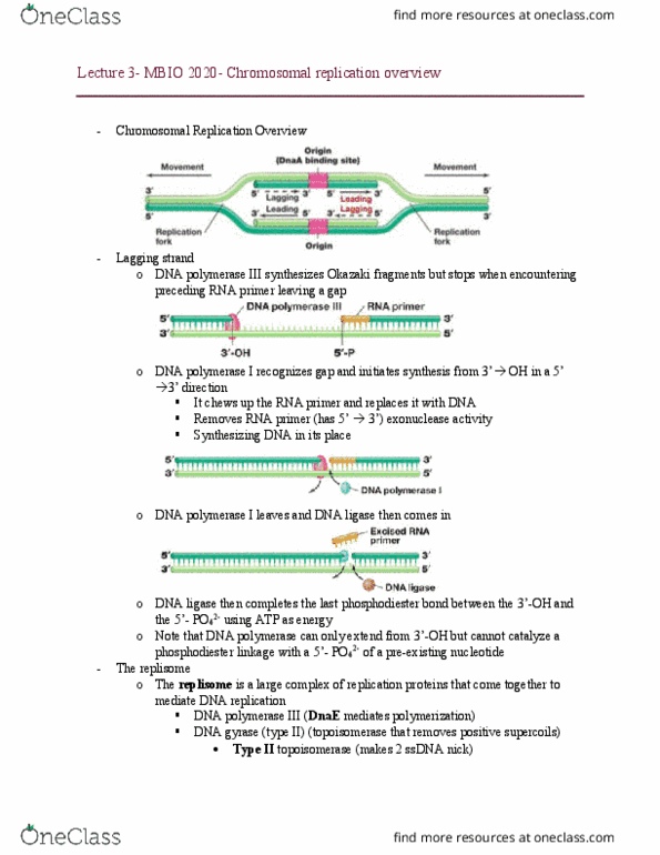 MBIO 2020 Lecture Notes - Lecture 3: Type Ii Topoisomerase, Dna Gyrase, Dna Ligase thumbnail