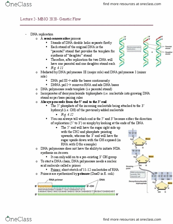 MBIO 2020 Lecture Notes - Lecture 2: Dna Polymerase Iii Holoenzyme, Primase, Semiconservative Replication thumbnail