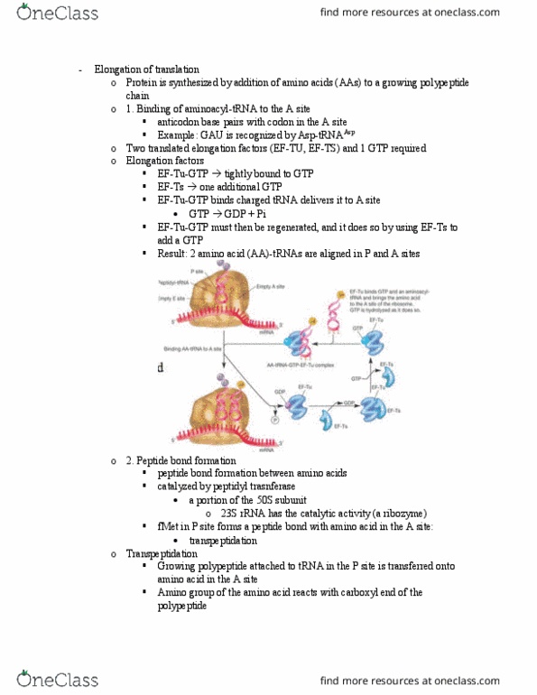 MBIO 2020 Lecture Notes - Lecture 7: World Federation Of Trade Unions, Elongation Factor, Peptide Bond thumbnail