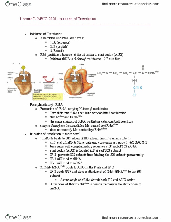 MBIO 2020 Lecture Notes - Lecture 7: Aminoacyl Trna Synthetase, Start Codon, Transfer Rna thumbnail