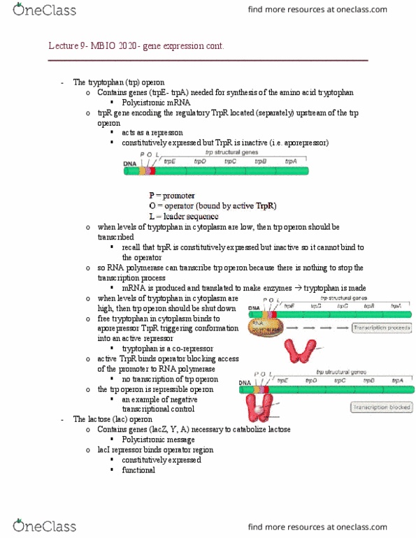 MBIO 2020 Lecture 9: Lecture 9- gene expression cont. thumbnail