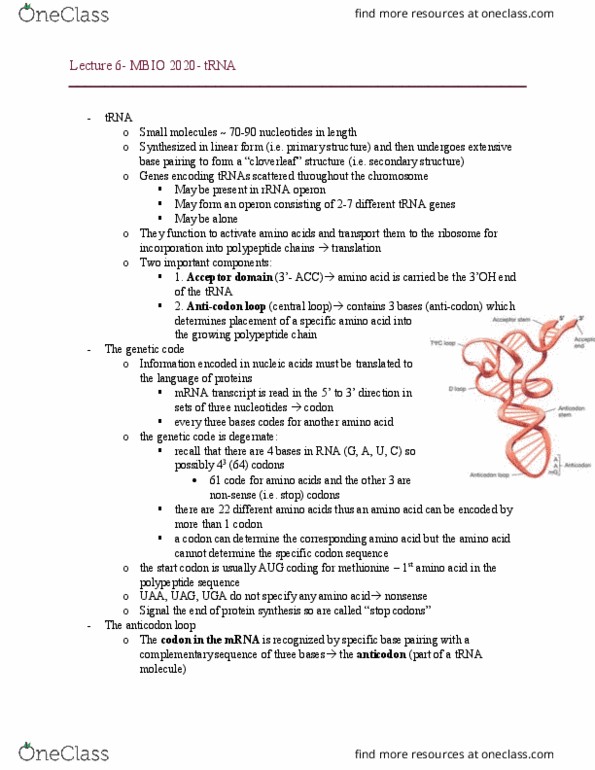 MBIO 2020 Lecture Notes - Lecture 6: Start Codon, Transfer Rna, Operon thumbnail