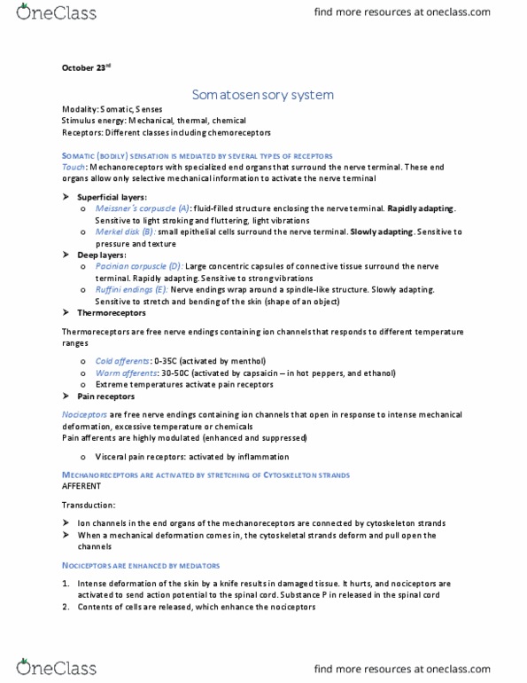 PHGY 209 Lecture Notes - Lecture 17: Lamellar Corpuscle, Merkel Nerve Ending, Bulbous Corpuscle thumbnail