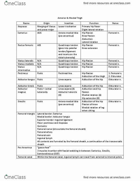 ANAT 315 Chapter Notes - Chapter 1: Adductor Longus Muscle, Vastus Medialis, Vastus Lateralis Muscle thumbnail